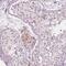 Epididymal Sperm Binding Protein 1 antibody, NBP2-13957, Novus Biologicals, Immunohistochemistry paraffin image 