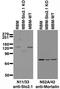 Potassium Sodium-Activated Channel Subfamily T Member 2 antibody, 73-055, Antibodies Incorporated, Western Blot image 