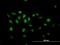 Nuclear Factor I X antibody, H00004784-B01P, Novus Biologicals, Immunofluorescence image 