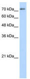 Splicing Factor Proline And Glutamine Rich antibody, TA345906, Origene, Western Blot image 