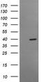 Musashi RNA Binding Protein 1 antibody, TA506357, Origene, Western Blot image 