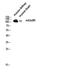 Glutamate Metabotropic Receptor 5 antibody, STJ94110, St John