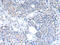 RAB2A, Member RAS Oncogene Family antibody, CSB-PA162500, Cusabio, Immunohistochemistry frozen image 