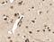 Mex-3 RNA Binding Family Member A antibody, NBP2-41092, Novus Biologicals, Immunohistochemistry frozen image 