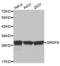 Serine And Arginine Rich Splicing Factor 9 antibody, abx004673, Abbexa, Western Blot image 