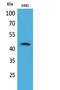 CD48 Molecule antibody, A03281-2, Boster Biological Technology, Western Blot image 