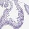 Olfactory Receptor Family 5 Subfamily J Member 2 antibody, NBP2-31771, Novus Biologicals, Immunohistochemistry paraffin image 