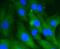 Heat Shock Protein Family A (Hsp70) Member 8 antibody, NBP2-67335, Novus Biologicals, Immunofluorescence image 