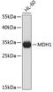 Malate Dehydrogenase 1 antibody, 19-226, ProSci, Western Blot image 