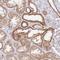 Mitochondrial Antiviral Signaling Protein antibody, NBP2-38704, Novus Biologicals, Immunohistochemistry frozen image 