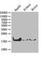 Peptidylprolyl Isomerase A antibody, A52820-100, Epigentek, Western Blot image 