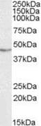 TAR DNA-binding protein 43 antibody, PA5-19064, Invitrogen Antibodies, Western Blot image 