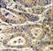 Insulin Like Growth Factor Binding Protein 6 antibody, LS-C165151, Lifespan Biosciences, Immunohistochemistry frozen image 