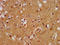 Microtubule Associated Protein 1A antibody, LS-C670675, Lifespan Biosciences, Immunohistochemistry paraffin image 
