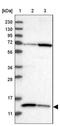 Succinate Dehydrogenase Complex Assembly Factor 3 antibody, NBP2-14259, Novus Biologicals, Western Blot image 