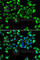 Eukaryotic Translation Initiation Factor 3 Subunit H antibody, A7024, ABclonal Technology, Immunofluorescence image 