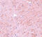 Protein Inhibitor Of Activated STAT 4 antibody, 5747, ProSci, Immunohistochemistry frozen image 