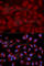 Rap Guanine Nucleotide Exchange Factor 3 antibody, A2199, ABclonal Technology, Immunofluorescence image 