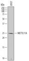 N-Terminal Xaa-Pro-Lys N-Methyltransferase 1 antibody, AF7159, R&D Systems, Western Blot image 