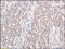 Thrombomodulin antibody, 251178, Abbiotec, Immunohistochemistry paraffin image 