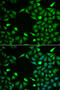 Integrator Complex Subunit 6 antibody, 22-368, ProSci, Immunofluorescence image 