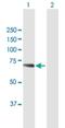 WD Repeat Domain 20 antibody, H00091833-B01P, Novus Biologicals, Western Blot image 