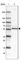 Cyclic Nucleotide Binding Domain Containing 2 antibody, HPA043182, Atlas Antibodies, Western Blot image 