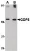 Growth Differentiation Factor 6 antibody, PA5-20568, Invitrogen Antibodies, Western Blot image 