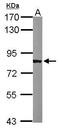 SRBP1 antibody, GTX113118, GeneTex, Western Blot image 