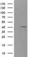 Matrix-remodeling-associated protein 2 antibody, TA505997BM, Origene, Western Blot image 