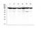 MutS Homolog 2 antibody, PB9284, Boster Biological Technology, Western Blot image 