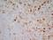 Signal Regulatory Protein Alpha antibody, GTX42349, GeneTex, Immunohistochemistry frozen image 