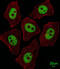 X-Ray Repair Cross Complementing 1 antibody, abx032554, Abbexa, Immunofluorescence image 