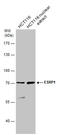 Epithelial Splicing Regulatory Protein 1 antibody, GTX131373, GeneTex, Western Blot image 