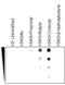 H3 Histone Family Member 3B antibody, M06819-27, Boster Biological Technology, Dot Blot image 