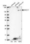 Zinc Finger Protein 217 antibody, HPA051857, Atlas Antibodies, Western Blot image 