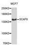 SR-Related CTD Associated Factor 8 antibody, STJ26705, St John