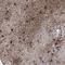 Adrenoceptor Alpha 1A antibody, HPA029679, Atlas Antibodies, Immunohistochemistry frozen image 