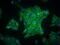 Egl-9 Family Hypoxia Inducible Factor 3 antibody, NB100-303, Novus Biologicals, Immunofluorescence image 