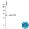 Serpin Family F Member 1 antibody, AF1149, R&D Systems, Western Blot image 