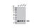 N-Terminal Xaa-Pro-Lys N-Methyltransferase 1 antibody, 13432S, Cell Signaling Technology, Western Blot image 