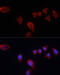 G250 antibody, 15-147, ProSci, Immunofluorescence image 