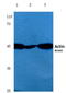 Actin Gamma 2, Smooth Muscle antibody, AP06000PU-N, Origene, Western Blot image 