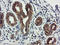 Ubiquitin carboxyl-terminal hydrolase 10 antibody, LS-C173493, Lifespan Biosciences, Immunohistochemistry paraffin image 