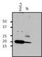 ADP Ribosylation Factor 1 antibody, PA1-127, Invitrogen Antibodies, Immunoprecipitation image 