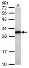 Growth Factor Receptor Bound Protein 2 antibody, LS-B4079, Lifespan Biosciences, Western Blot image 