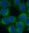 Low Density Lipoprotein Receptor antibody, FNab04742, FineTest, Immunofluorescence image 
