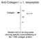 Collagen Type I Alpha 1 Chain antibody, 50-106, ProSci, Western Blot image 