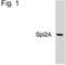 Serine protease inhibitor A3G antibody, MA1-030, Invitrogen Antibodies, Western Blot image 