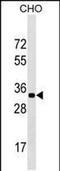 G-Patch Domain Containing 11 antibody, PA5-48967, Invitrogen Antibodies, Western Blot image 